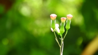 Plant, Herb, Spring, Vascular Plant, Leaf, Garden