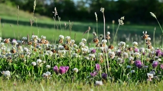 Plant, Herb, Vascular Plant, Flower, Spring, Field