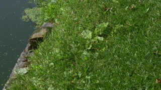 Plant, Herb, Vascular Plant, Grass, Field, Growth