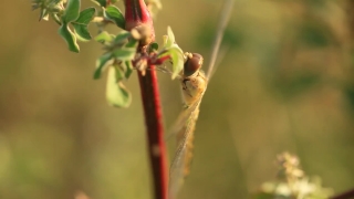 Plant, Herb, Vascular Plant, Insect, Carnivorous Plant, Close