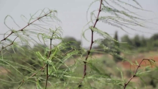 Plant, Herb, Vascular Plant, Leaf, Aquatic, Garden