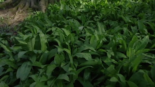 Plant, Herb, Vascular Plant, Leaf, Field, Cress