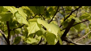 Plant, Herb, Vascular Plant, Leaf, Leaves, Tree