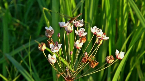 Plant, Herb, Vascular Plant, Meadow Saxifrage, Saxifrage, Flora