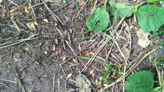 Plant, Herb, Vascular Plant, Snake, Brown, Garter Snake
