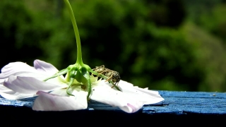 Plant, Insect, Herb, Vascular Plant, Leaf, Close