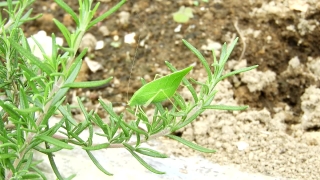 Plant, Leaf, Herb, Growth, Vegetable, Vascular Plant