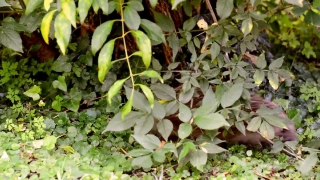 Plant, Leaf, Vascular Plant, Tree, Woody Plant, Leaves