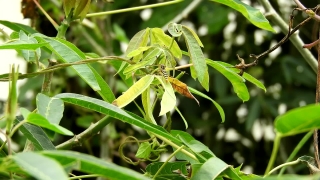 Plant, Mantis, Tree, Insect, Leaf, Woody Plant