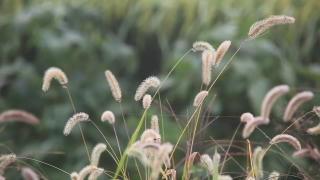 Plant, Rattlesnake Master, Herb, Common Teasel, Perennial, Vascular Plant