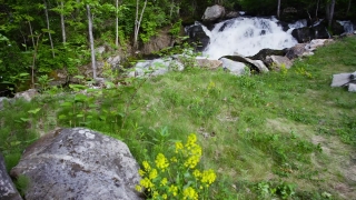 Plant, River, Tree, Forest, Landscape, Vascular Plant