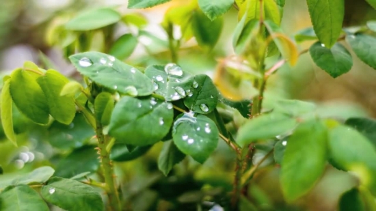 Plant, Shrub, Leaf, Berry, Woody Plant, Blueberry