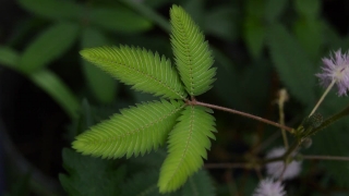 Plant, Tree, Fern, Vascular Plant, Woody Plant, Leaf
