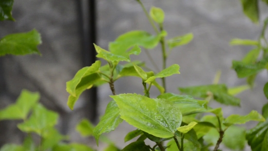 Plant, Tree, Leaf, Leaves, Vascular Plant, Spring