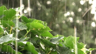 Plant, Tree, Leaf, Leaves, Vascular Plant, Woody Plant