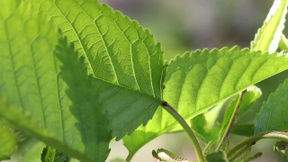 Plant, Tree, Leaf, Vascular Plant, Leaves, Woody Plant