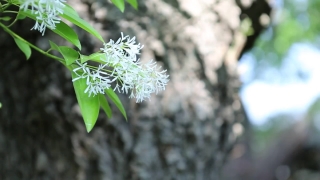 Plant, Tree, Vascular Plant, Herb, Cow Parsley, Branch
