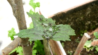Plant, Tree, Vascular Plant, Woody Plant, Herb, Leaf
