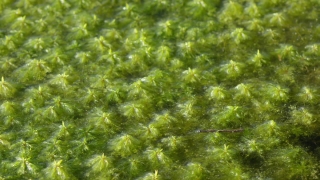 Plant, Tree, Vascular Plant, Woody Plant, Leaf, Close