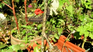 Plant, Tree, Vascular Plant, Woody Plant, Shrub, Garden