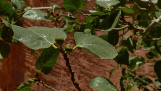 Plant, Tree, Woody Plant, Leaf, Vascular Plant, Shrub