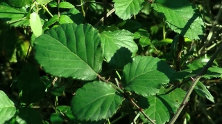 Plant, Tree, Woody Plant, Poison Ash, Leaves, Leaf