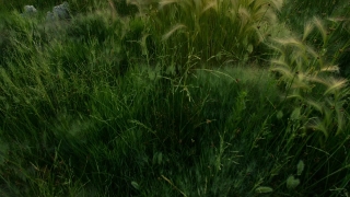 Plant, Vascular Plant, Field, Grass, Aquatic Plant, Herb