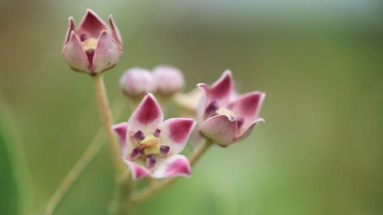 Plant, Vascular Plant, Flower, Herb, Petal, Blossom