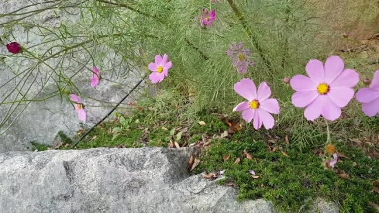 Plant, Vascular Plant, Flower, Herb, Shrub, Flowers