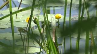 Plant, Vascular Plant, Garden, Spring, Grass, Flower