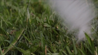 Plant, Vascular Plant, Grass, Field, Shrub, Woody Plant