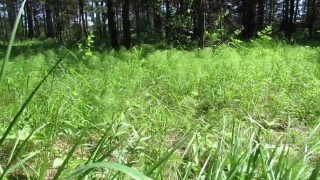 Plant, Vascular Plant, Grass, Tree, Horsetail, Herb