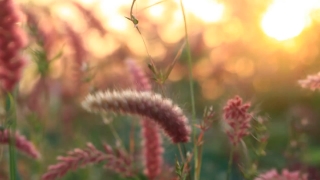 Plant, Vascular Plant, Herb, Carnivorous Plant, Flower, Grass