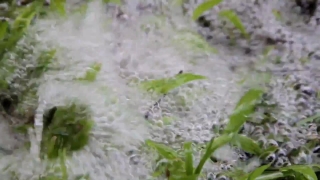 Plant, Vascular Plant, Herb, Close, Flower, Grass