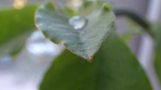 Plant, Vascular Plant, Herb, Close, Leaf, Garden