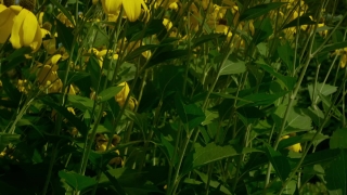 Plant, Vascular Plant, Herb, Flower, Field, Spring