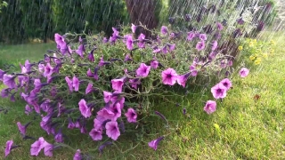 Plant, Vascular Plant, Herb, Flower, Pink, Garden