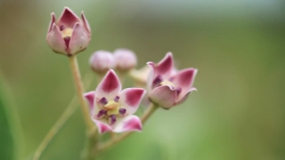 Plant, Vascular Plant, Herb, Flower, Pink, Petal