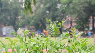 Plant, Vascular Plant, Herb, Garden, Leaf, Tree