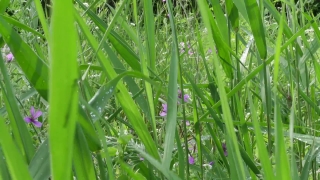 Plant, Vascular Plant, Herb, Grass, Growth, Garden