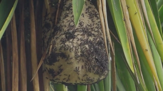 Plant, Vascular Plant, Herb, Tree, Arum, Garden