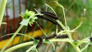 Plant, Vascular Plant, Herb, Weed, Insect, Flower