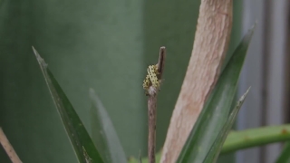 Plant, Vascular Plant, Horsetail, Herb, Fern Ally, Insect