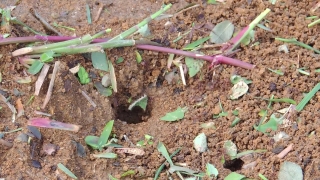 Plant, Vascular Plant, Leaf, Herb, Vegetable, Soil