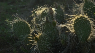 Plant, Vascular Plant, Tree, Cactus, Woody Plant, Desert