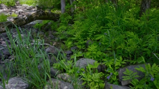 Plant, Vascular Plant, Tree, Forest, Landscape, Herb