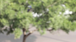Plant, Vascular Plant, Tree, Herb, Leaf, Spring
