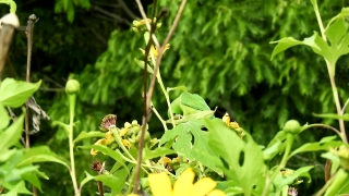 Plant, Vascular Plant, Tree, Herb, Leaf, Woody Plant
