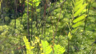 Plant, Vascular Plant, Tree, Herb, Spring, Woody Plant