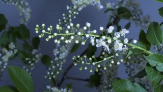 Plant, Vascular Plant, Tree, Woody Plant, Spring, Shrub
